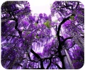 wisteria podkładka
