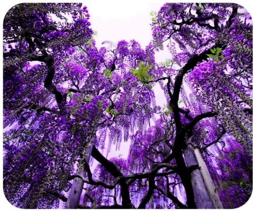wisteria podkładka